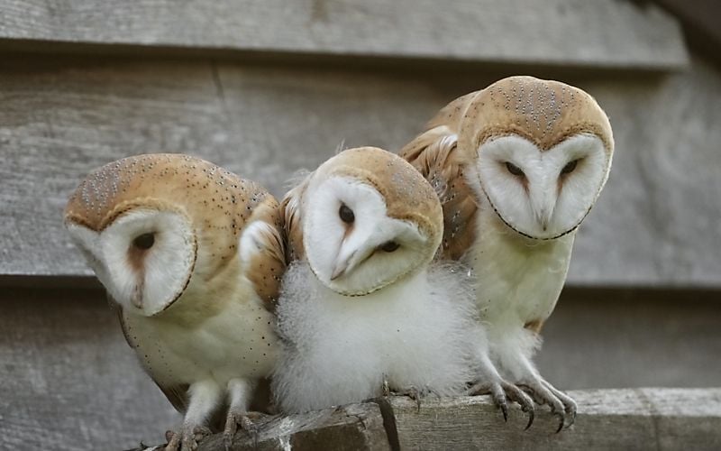 Three Barn Owl owlets on a ledge outside a barn