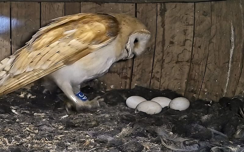 Female Barn Owl looking over her eggs in a whisky barrel nest box