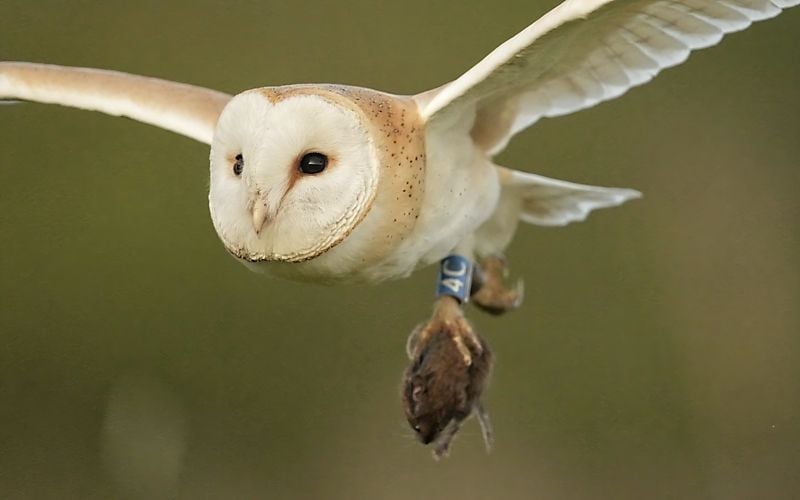 Barn Owl flying with a vole in its talons