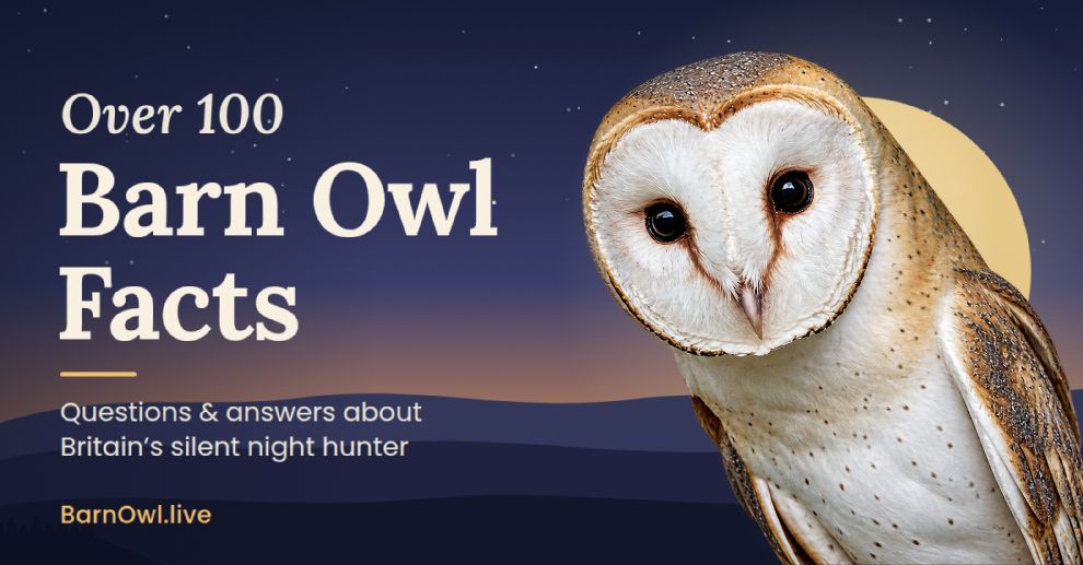 Over 100 Barn Owl facts: questions and answers about Britain's silent night hunter