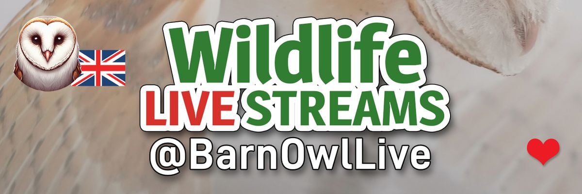 Wildlife live streams from the Peak District at BarnOwlLive on YouTube