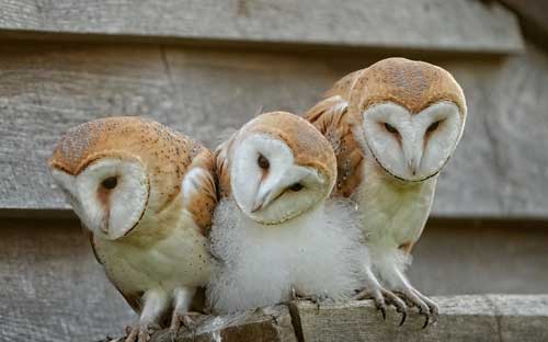 Three barn owl owlets crowded together on a landing ledge
