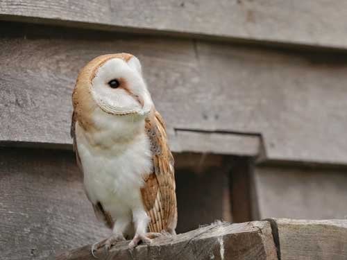 A young Barn Owl on the ledge outside the barn, by the tunnel into the barrel nest box