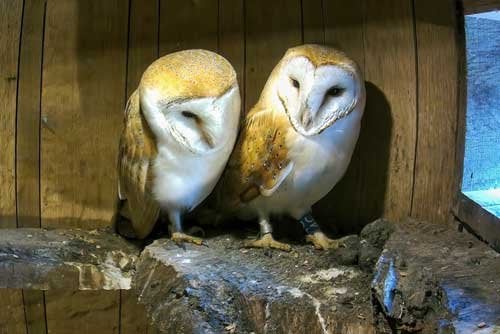 Mia and Buster sitting together on the inside ledge of their barrel nest box
