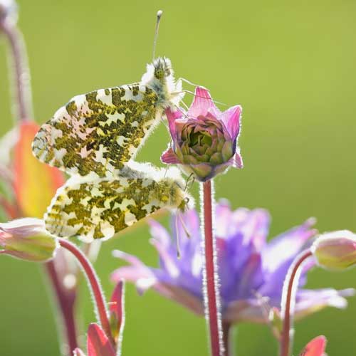 An orange-tip butterfly resting on a pink columbine flower in the Peak District
