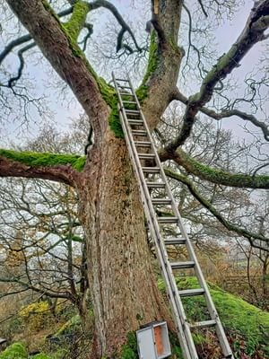 A long ladder up a large oak tree, ready to fit a barrel owl box
