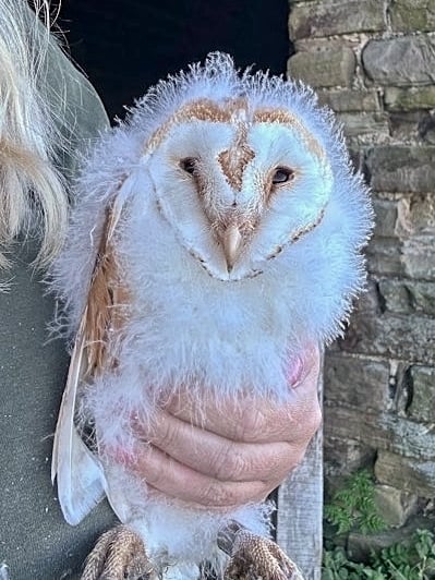 A fluffy barn owl owlet held by a ringer beside an old stone barn