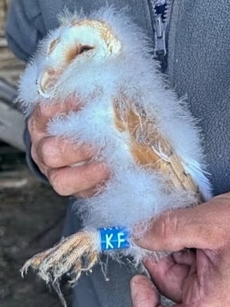 A barn owl owlet held by a ringer, wearing a blue colour ring reading KF