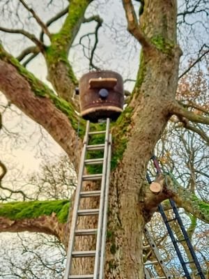A barrel nest box for tawny owls fitted high in an oak tree