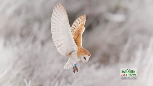 Barn-Owl-Diving-ScreenSaver