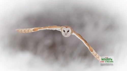 Barn-Owl-Flying-ScreenSaver