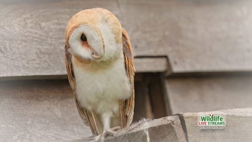 Barn-Owl-Head-Rotaing-ScreenSaver