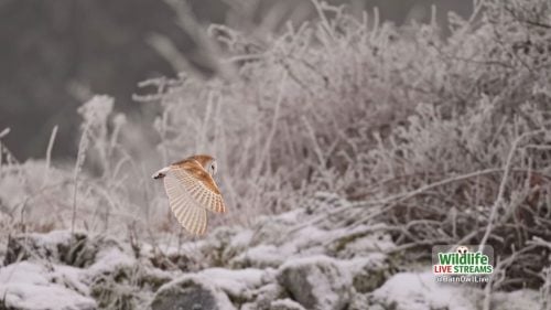 Barn-Owl-Hunting-ScreenSaver