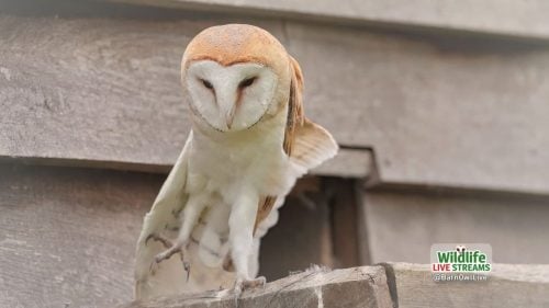 Barn-Owl-Streching-Leg-ScreenSaver