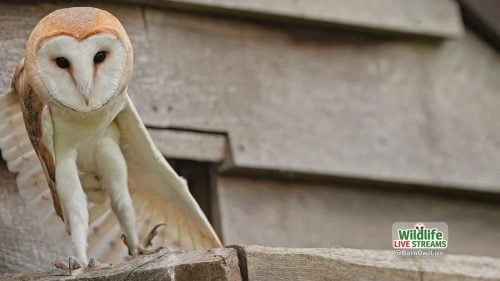 Barn-Owl-Streching-ScreenSaver