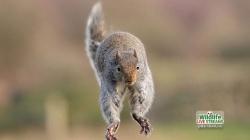 Flying-Squirrel-ScreenSaver