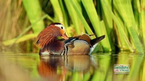 Mandrin-Duck-ScreenSaver