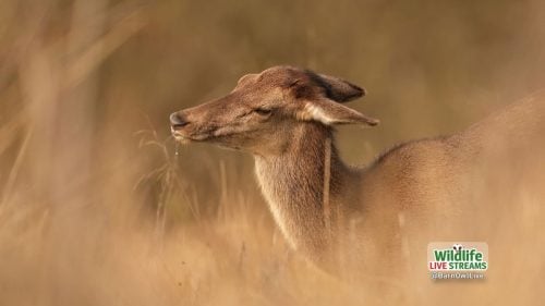 Red-Deer-Screen-Saver-02