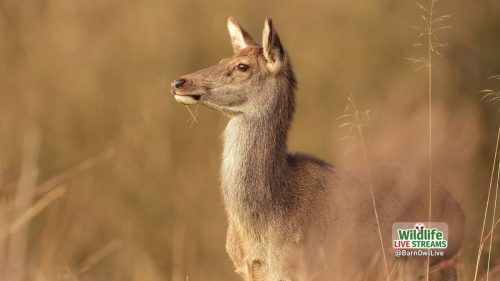 Red-Deer-ScreenSaver-01