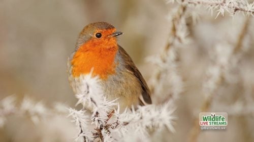 Robin-in-Frost-ScreenSaver