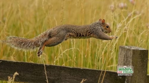 Squirrel-Jumping-ScreenSaver