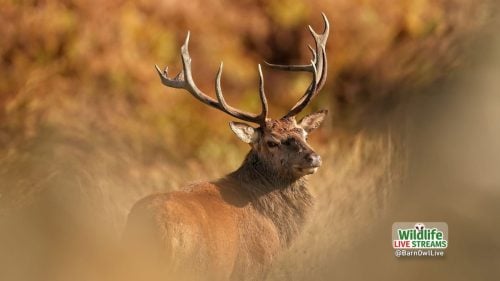 Stag-ScreenSaver