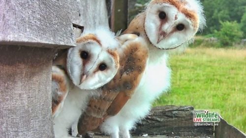 Two-Owlets-ScreenSaver