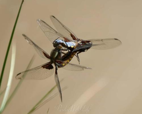 Broad Bodied Chaser - Mating