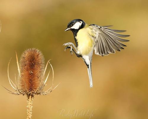 Great Tit