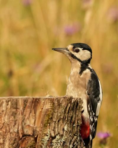 Great Spotted Woodpecker