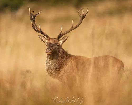 Red Deer - Stag