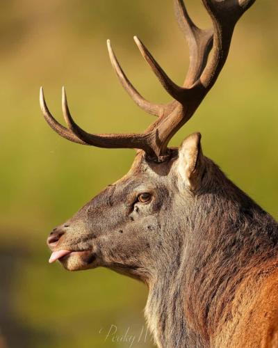 Red Deer - Stag