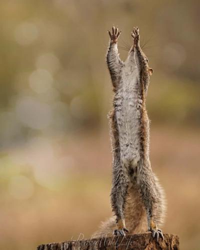 Grey Squirrel - Basket Ball !