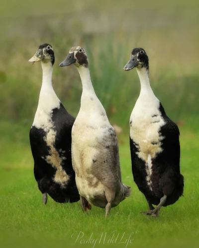 Three wise ladies