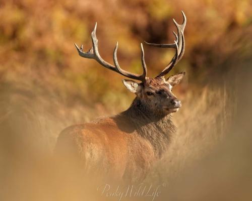 Red Deer - Stag