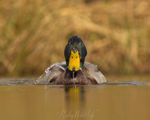 Mallard Duck - Male