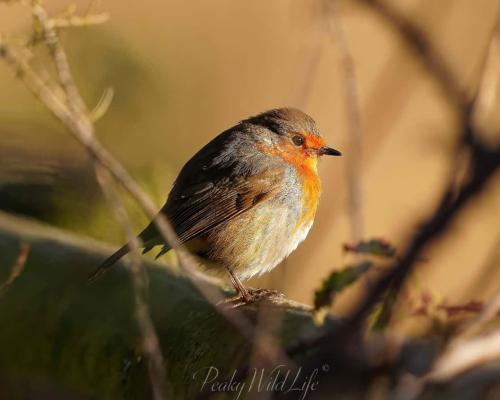 Robin - Sunset Lover