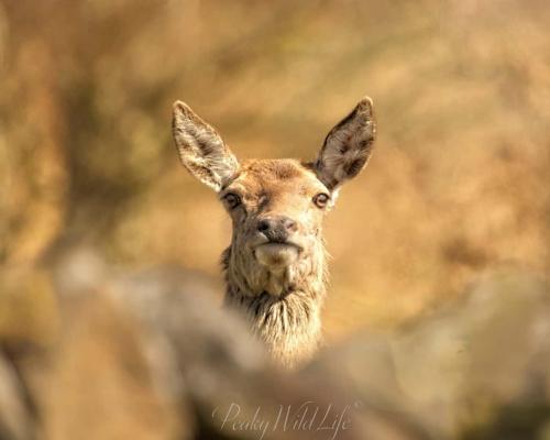 Red Deer - Female