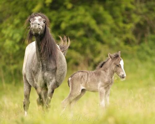 1 day old Foal with mother