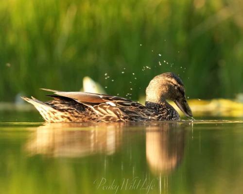 Female Mallard Duck