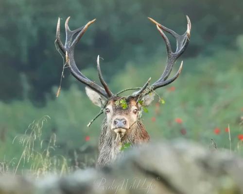 Red Deer - Stag