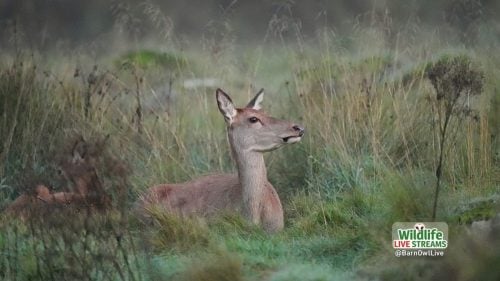 Young-Red-Deer-ScreenSaver